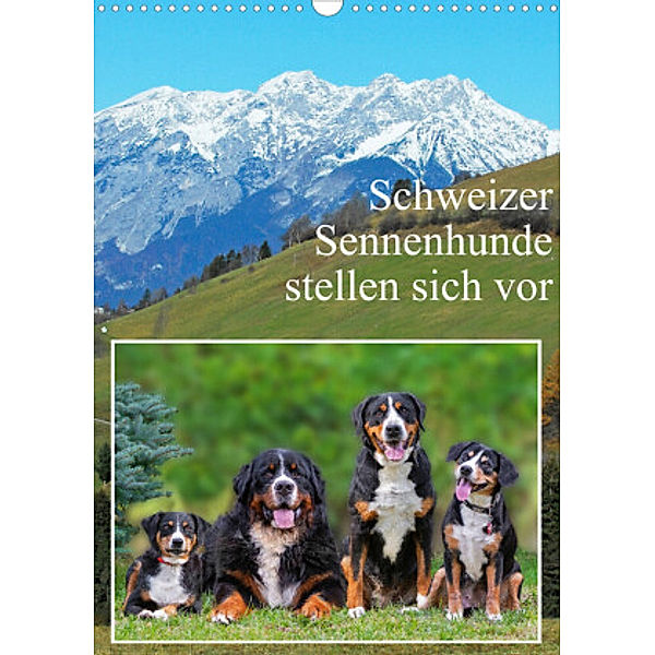 Schweizer Sennenhunde stellen sich vor (Wandkalender 2022 DIN A3 hoch), Sigrid Starick