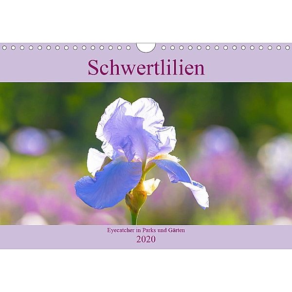 Schwertlilien - Eyecatcher in Parks und Gärten (Wandkalender 2020 DIN A4 quer), Monika Scheurer