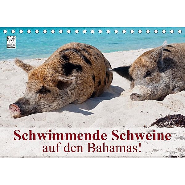 Schwimmende Schweine auf den Bahamas! (Tischkalender 2021 DIN A5 quer), Elisabeth Stanzer