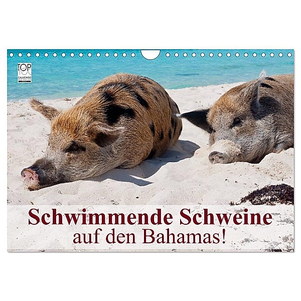 Schwimmende Schweine auf den Bahamas! (Wandkalender 2024 DIN A4 quer), CALVENDO Monatskalender, Elisabeth Stanzer