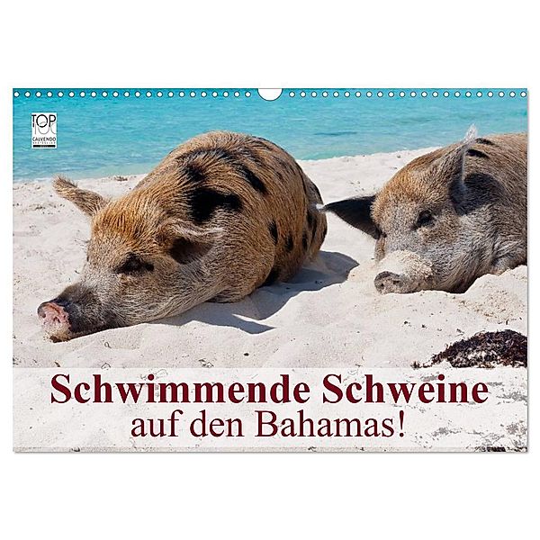 Schwimmende Schweine auf den Bahamas! (Wandkalender 2024 DIN A3 quer), CALVENDO Monatskalender, Elisabeth Stanzer