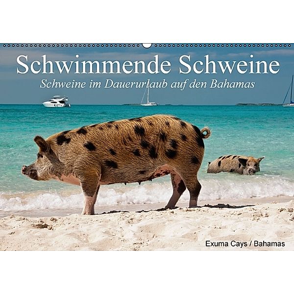 Schwimmende Schweine / Geburtstagskalender (Wandkalender immerwährend DIN A2 quer), Elisabeth Stanzer