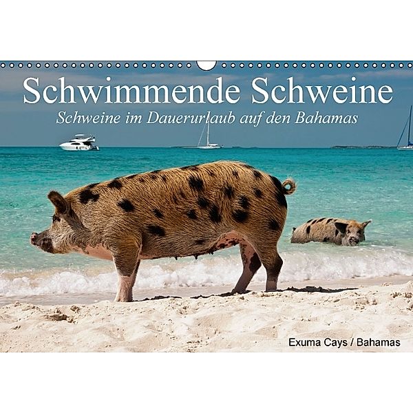 Schwimmende Schweine / Geburtstagskalender (Wandkalender immerwährend DIN A3 quer), Elisabeth Stanzer