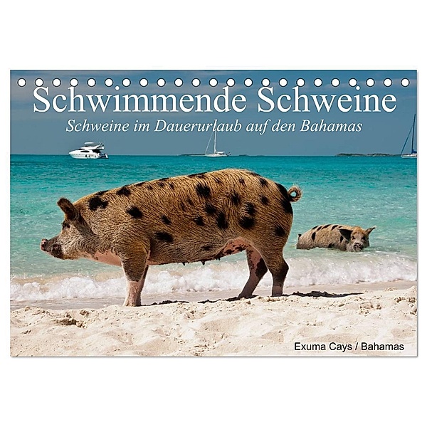 Schwimmende Schweine (Tischkalender 2024 DIN A5 quer), CALVENDO Monatskalender, Elisabeth Stanzer
