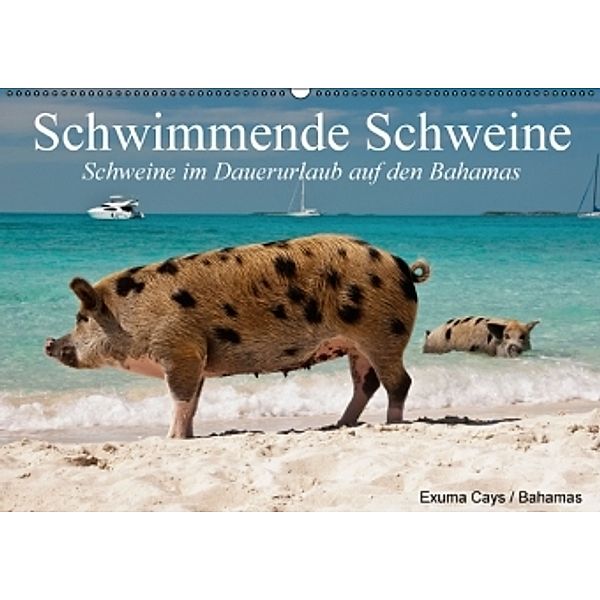 Schwimmende Schweine (Wandkalender 2016 DIN A2 quer), Elisabeth Stanzer