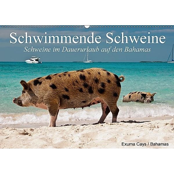 Schwimmende Schweine (Wandkalender 2017 DIN A2 quer), Elisabeth Stanzer
