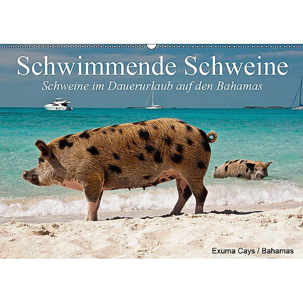 Schwimmende Schweine (Wandkalender 2019 DIN A2 quer), Elisabeth Stanzer
