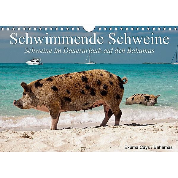 Schwimmende Schweine (Wandkalender 2019 DIN A4 quer), Elisabeth Stanzer