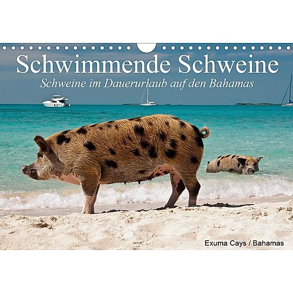 Schwimmende Schweine (Wandkalender 2021 DIN A4 quer), Elisabeth Stanzer