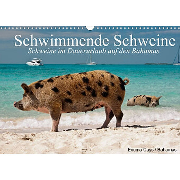 Schwimmende Schweine (Wandkalender 2022 DIN A3 quer), Elisabeth Stanzer