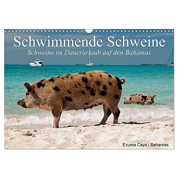 Schwimmende Schweine (Wandkalender 2024 DIN A3 quer), CALVENDO Monatskalender, Elisabeth Stanzer