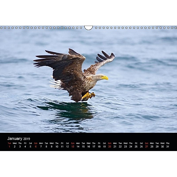 Scottish Coastal Wildlife (Wall Calendar 2019 DIN A3 Landscape), Lister Cumming
