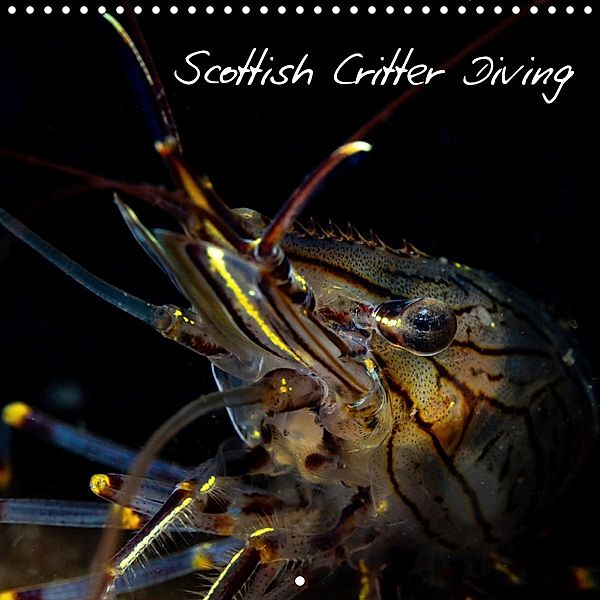 Scottish Critter Diving (Wall Calendar 2021 300 × 300 mm Square), Jeremy Brown