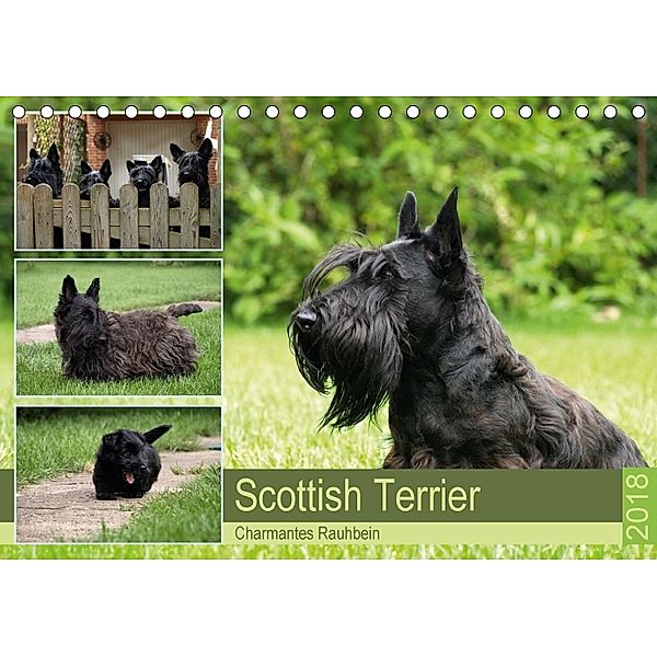 Scottish Terrier - Charmantes Rauhbein (Tischkalender 2018 DIN A5 quer), Birgit Bodsch