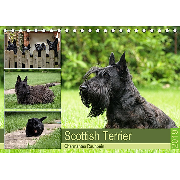 Scottish Terrier - Charmantes Rauhbein (Tischkalender 2019 DIN A5 quer), Birgit Bodsch