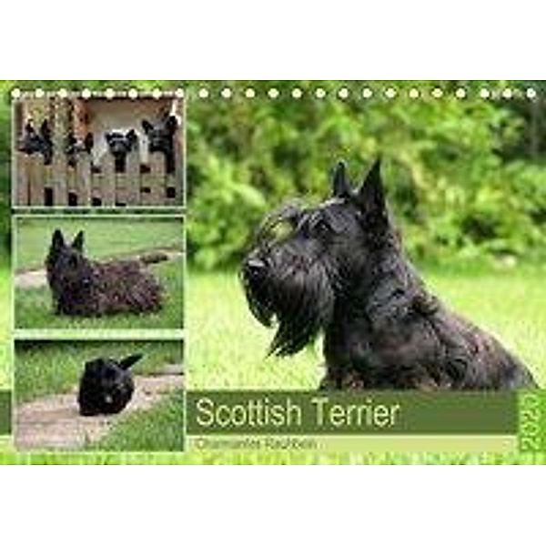 Scottish Terrier - Charmantes Rauhbein (Tischkalender 2020 DIN A5 quer), Birgit Bodsch