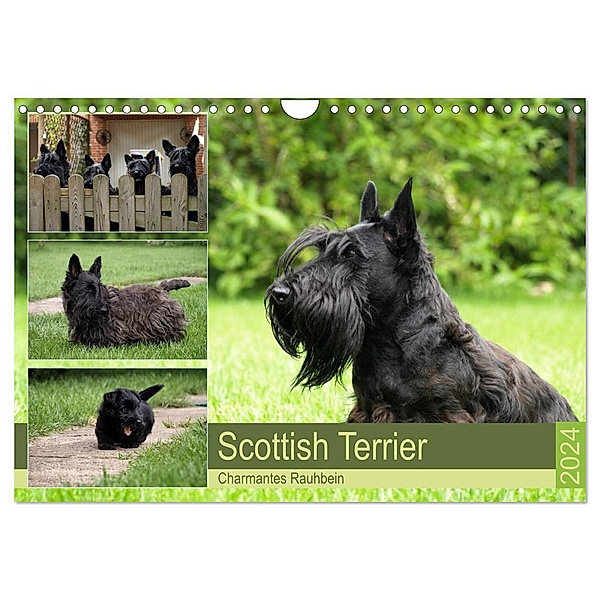Scottish Terrier - Charmantes Rauhbein (Wandkalender 2024 DIN A4 quer), CALVENDO Monatskalender, Birgit Bodsch