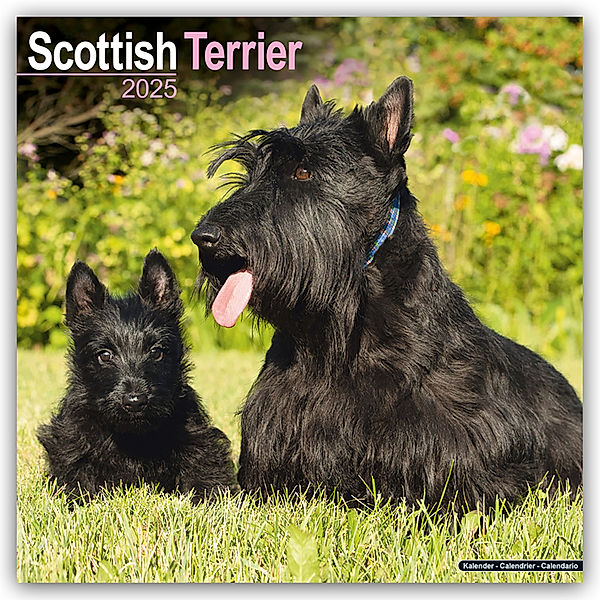 Scottish Terrier - Scottish Terrier 2025- 16-Monatskalender, Avonside Publishing Ltd