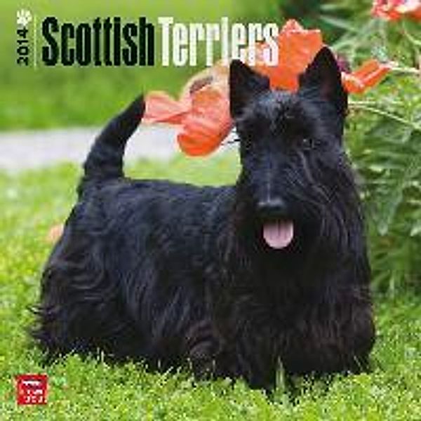 Scottish Terriers 2014 - Scottish Terrier