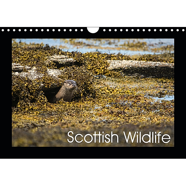 Scottish Wildlife (Wall Calendar 2019 DIN A4 Landscape), Anthony Robson