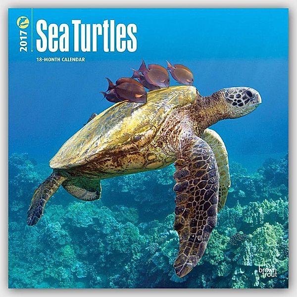 Sea Turtles 2017