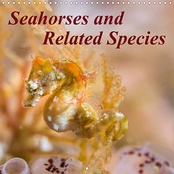 Seahorses and Related Species (Wall Calendar 2023 300 × 300 mm Square), Sidney Smith