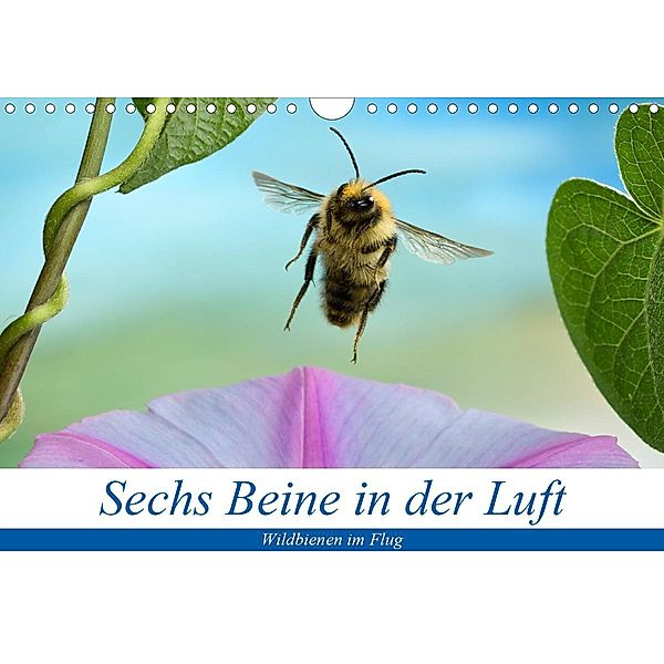 Sechs Beine in der Luft - Wildbienen im Flug (Wandkalender 2020 DIN A4 quer), André Skonieczny