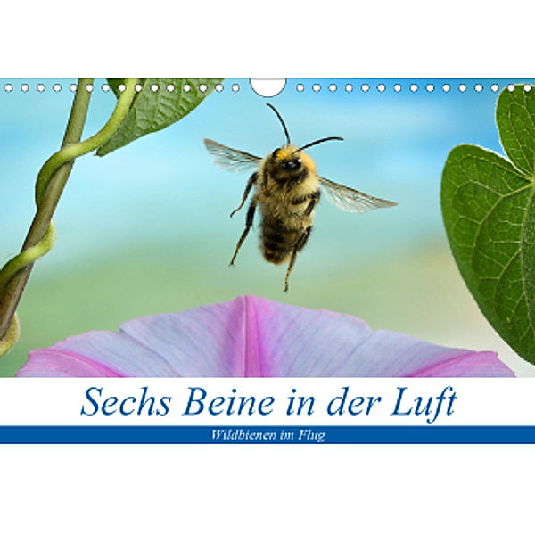 Sechs Beine in der Luft - Wildbienen im Flug (Wandkalender 2021 DIN A4 quer), André Skonieczny