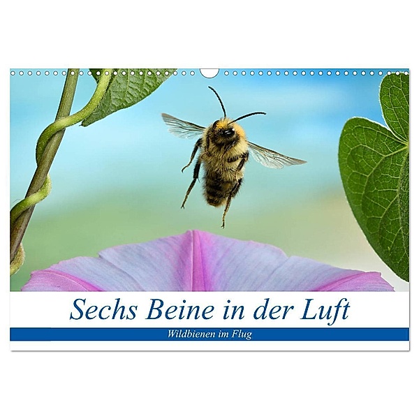 Sechs Beine in der Luft - Wildbienen im Flug (Wandkalender 2024 DIN A3 quer), CALVENDO Monatskalender, André Skonieczny
