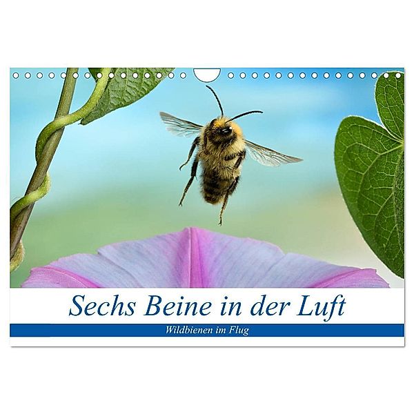 Sechs Beine in der Luft - Wildbienen im Flug (Wandkalender 2024 DIN A4 quer), CALVENDO Monatskalender, André Skonieczny