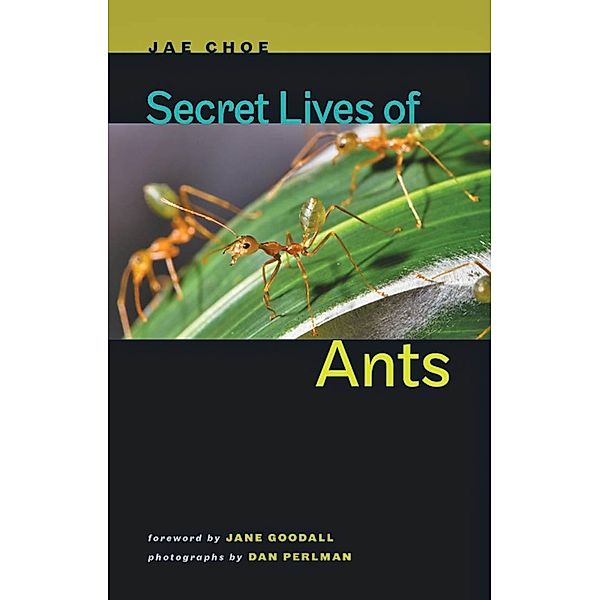 Secret Lives of Ants, Jae Choe