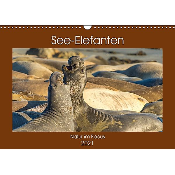 See-Elefanten (Wandkalender 2021 DIN A3 quer), Sidney Smith