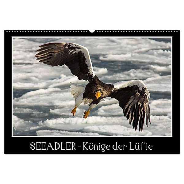 Seeadler - Könige der Lüfte (Wandkalender 2024 DIN A2 quer), CALVENDO Monatskalender, Thomas Schwarz Fotografie