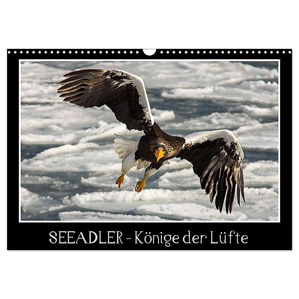 Seeadler - Könige der Lüfte (Wandkalender 2024 DIN A3 quer), CALVENDO Monatskalender, Thomas Schwarz Fotografie