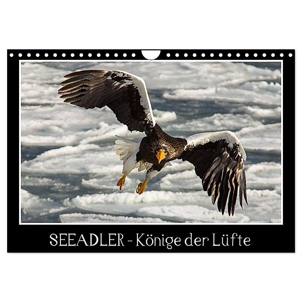 Seeadler - Könige der Lüfte (Wandkalender 2024 DIN A4 quer), CALVENDO Monatskalender, Thomas Schwarz Fotografie