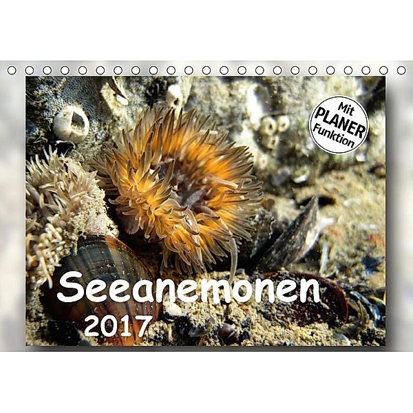 Seeanemonen (Tischkalender 2017 DIN A5 quer), Thomas Heizmann