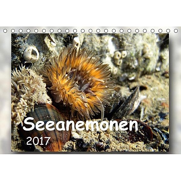 Seeanemonen (Tischkalender 2017 DIN A5 quer), Thomas Heizmann