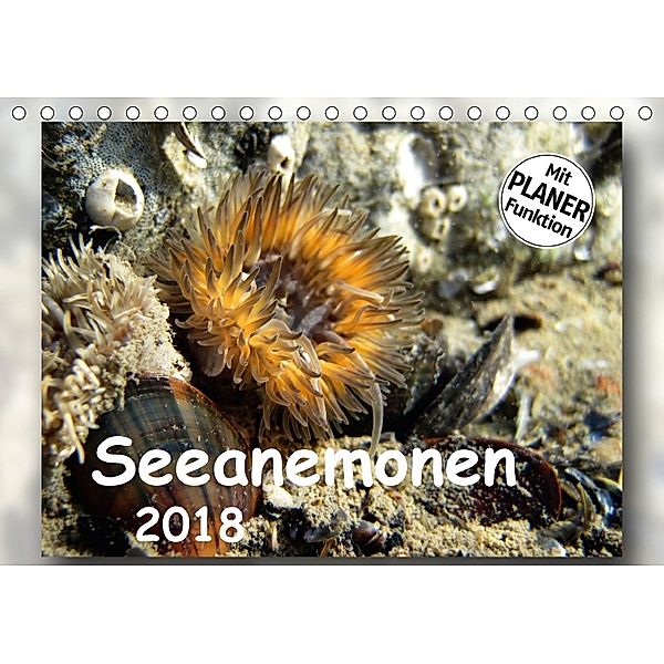 Seeanemonen (Tischkalender 2018 DIN A5 quer), Thomas Heizmann