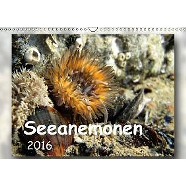 Seeanemonen (Wandkalender 2016 DIN A3 quer), Thomas Heizmann