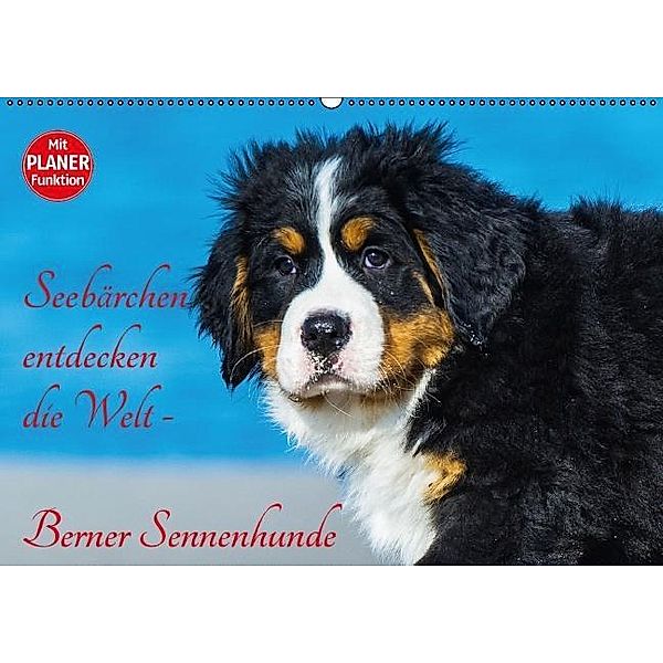 Seebärchen entdecken die Welt - Berner Sennenhunde (Wandkalender 2017 DIN A2 quer), Sigrid Starick