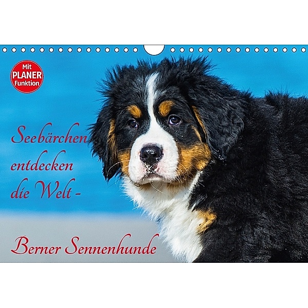 Seebärchen entdecken die Welt - Berner Sennenhunde (Wandkalender 2018 DIN A4 quer) Dieser erfolgreiche Kalender wurde di, Sigrid Starick