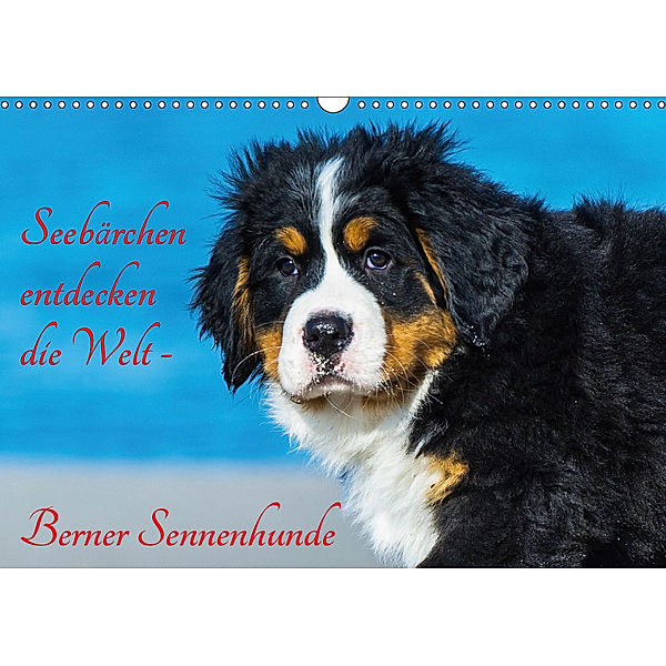 Seebärchen entdecken die Welt - Berner Sennenhunde (Wandkalender 2019 DIN A3 quer), Sigrid Starick