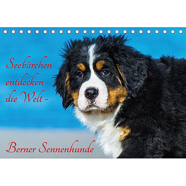 Seebärchen entdecken die Welt - Berner Sennenhunde (Tischkalender 2019 DIN A5 quer), Sigrid Starick