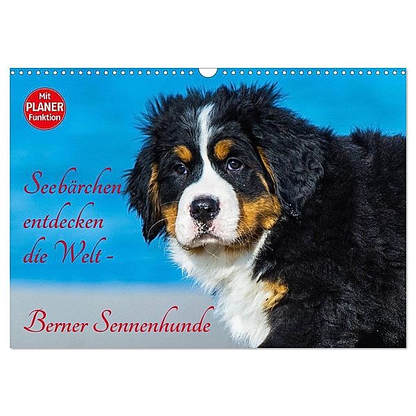 Seebärchen entdecken die Welt - Berner Sennenhunde (Wandkalender 2024 DIN A3 quer), CALVENDO Monatskalender, Sigrid Starick