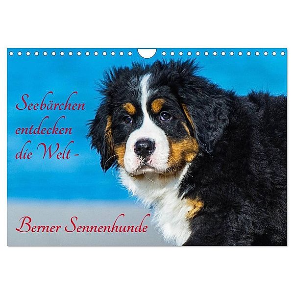 Seebärchen entdecken die Welt - Berner Sennenhunde (Wandkalender 2024 DIN A4 quer), CALVENDO Monatskalender, Sigrid Starick