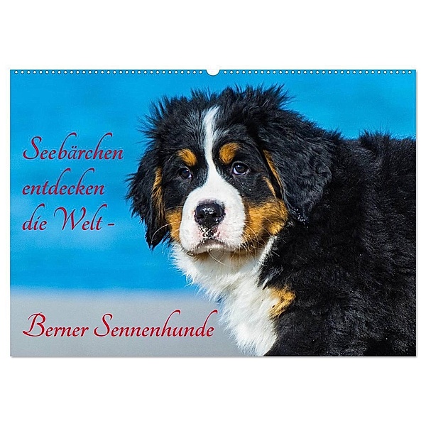Seebärchen entdecken die Welt - Berner Sennenhunde (Wandkalender 2024 DIN A2 quer), CALVENDO Monatskalender, Sigrid Starick