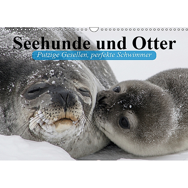 Seehunde und Otter. Putzige Gesellen, perfekte Schwimmer (Wandkalender 2019 DIN A3 quer), Elisabeth Stanzer
