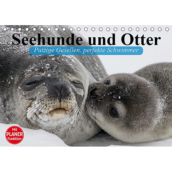 Seehunde und Otter. Putzige Gesellen, perfekte Schwimmer (Tischkalender 2019 DIN A5 quer), Elisabeth Stanzer