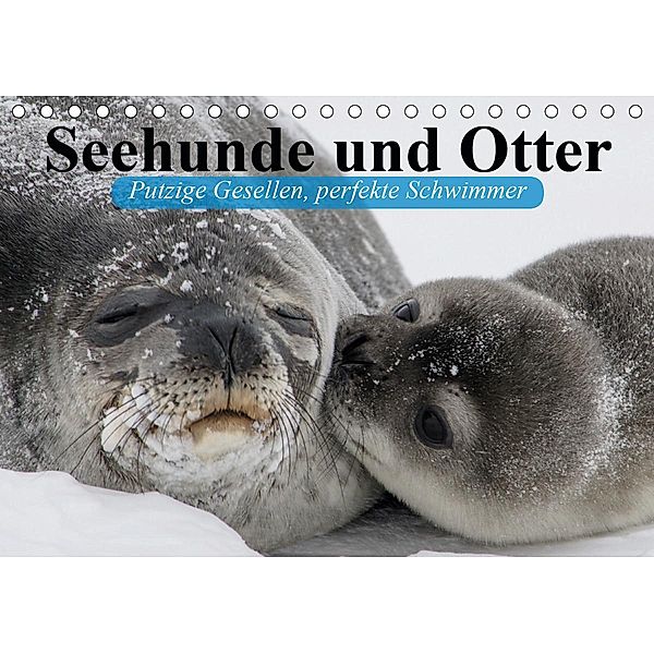 Seehunde und Otter. Putzige Gesellen, perfekte Schwimmer (Tischkalender 2020 DIN A5 quer), Elisabeth Stanzer