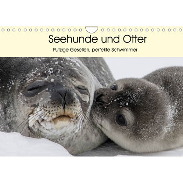 Seehunde und Otter. Putzige Gesellen, perfekte Schwimmer (Wandkalender 2022 DIN A4 quer), Elisabeth Stanzer